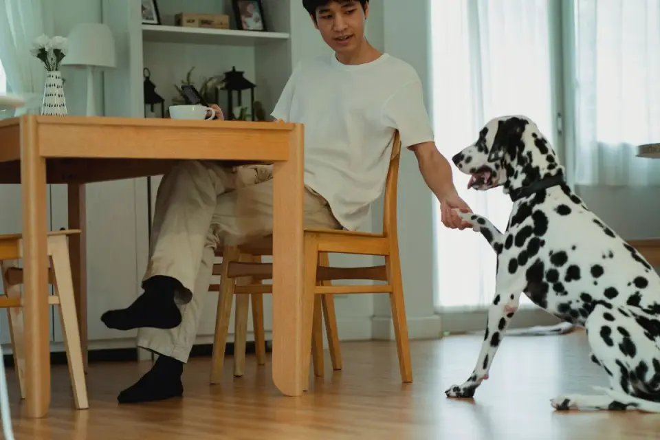 Dog with an owner at home