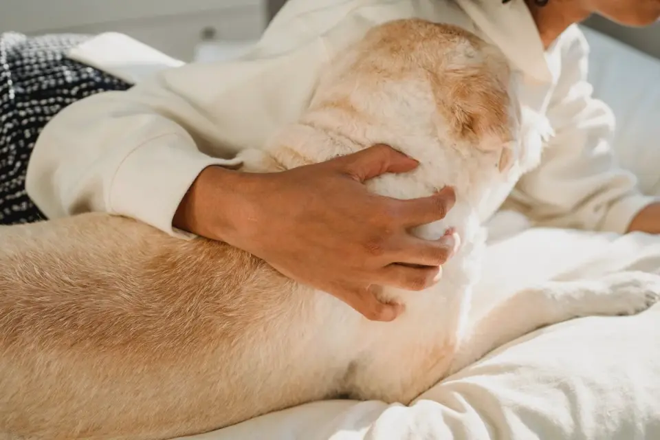 Dog with an owner at home
