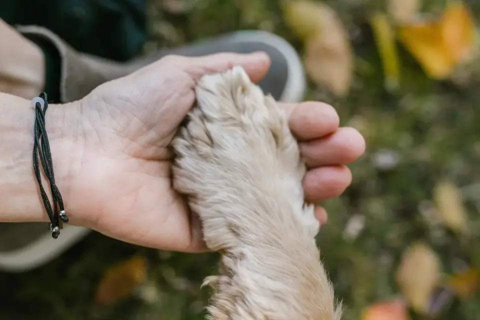 Dog with an owner at home