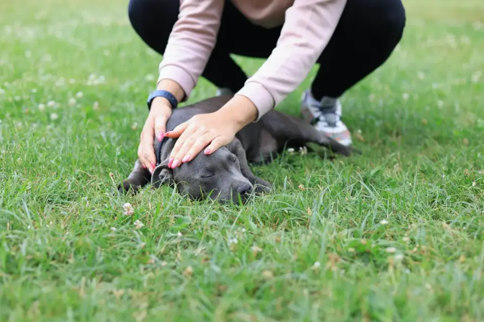 Dog with an owner at home