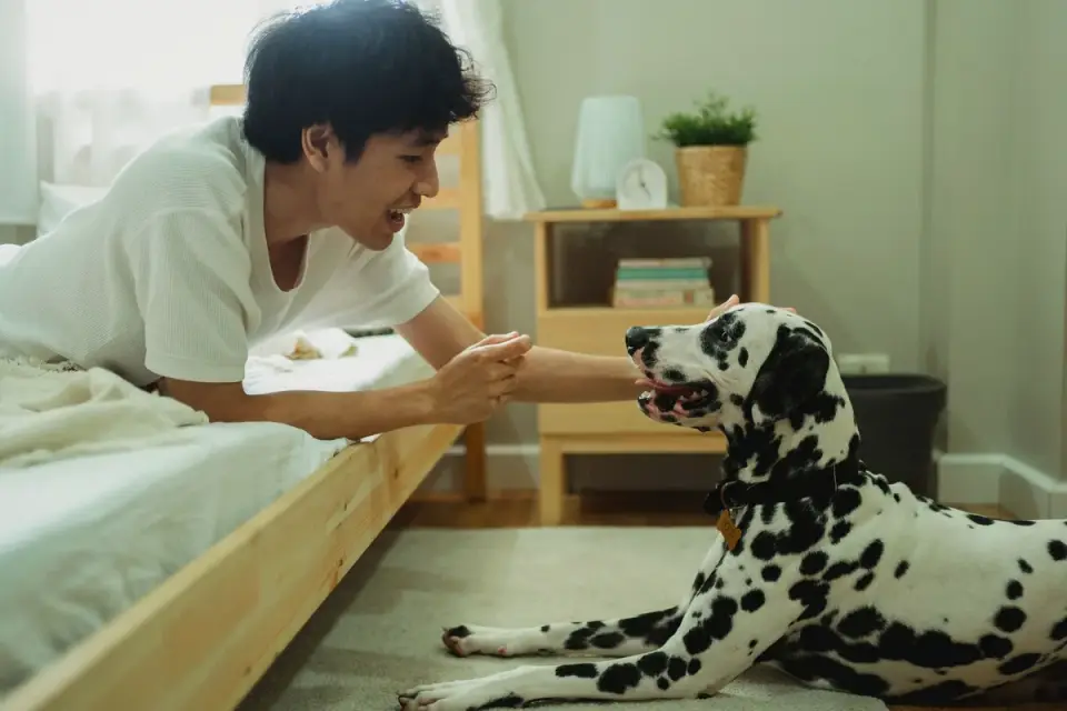 Dog with an owner at home