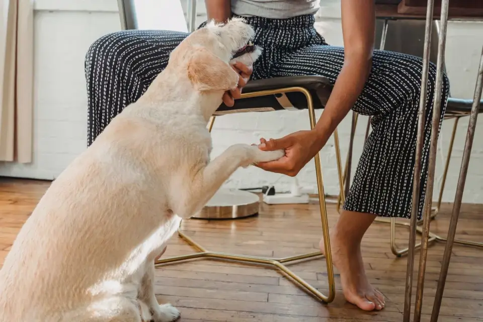 Dog with an owner at home