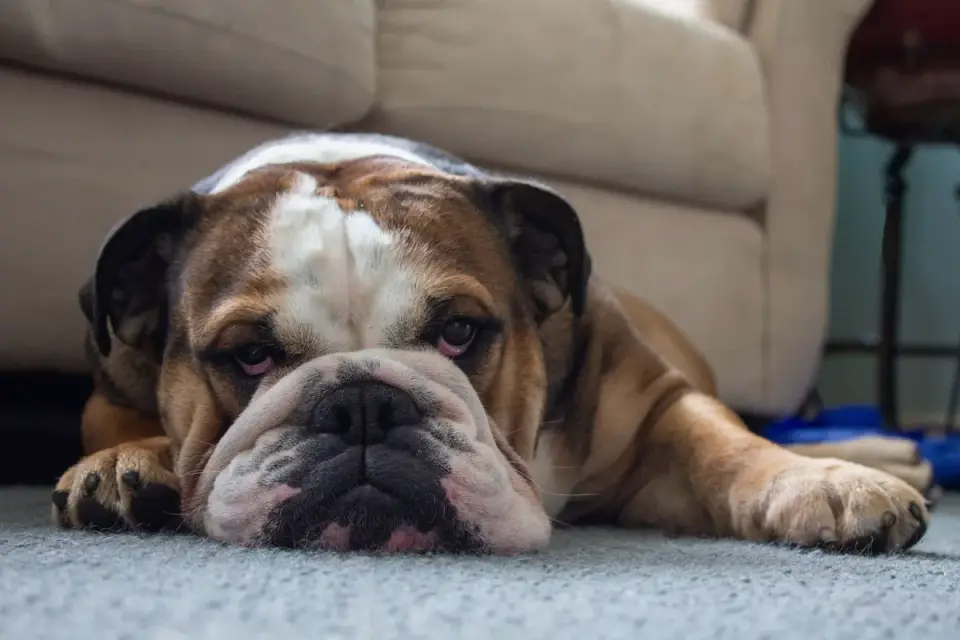Dog with an owner at home
