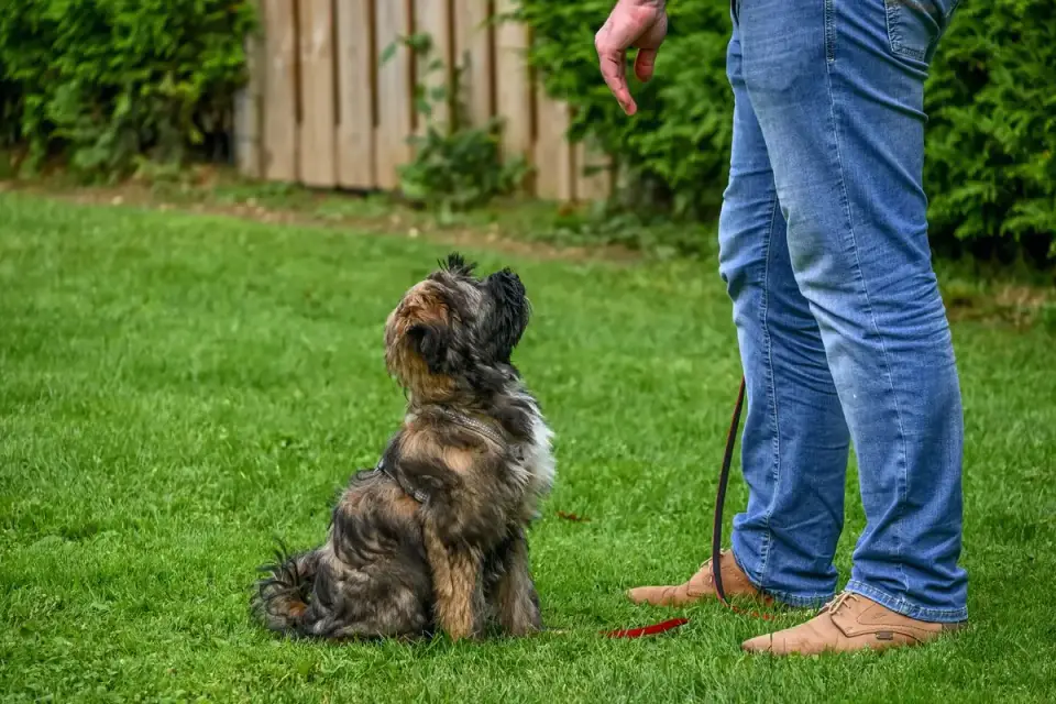 Dog with an owner