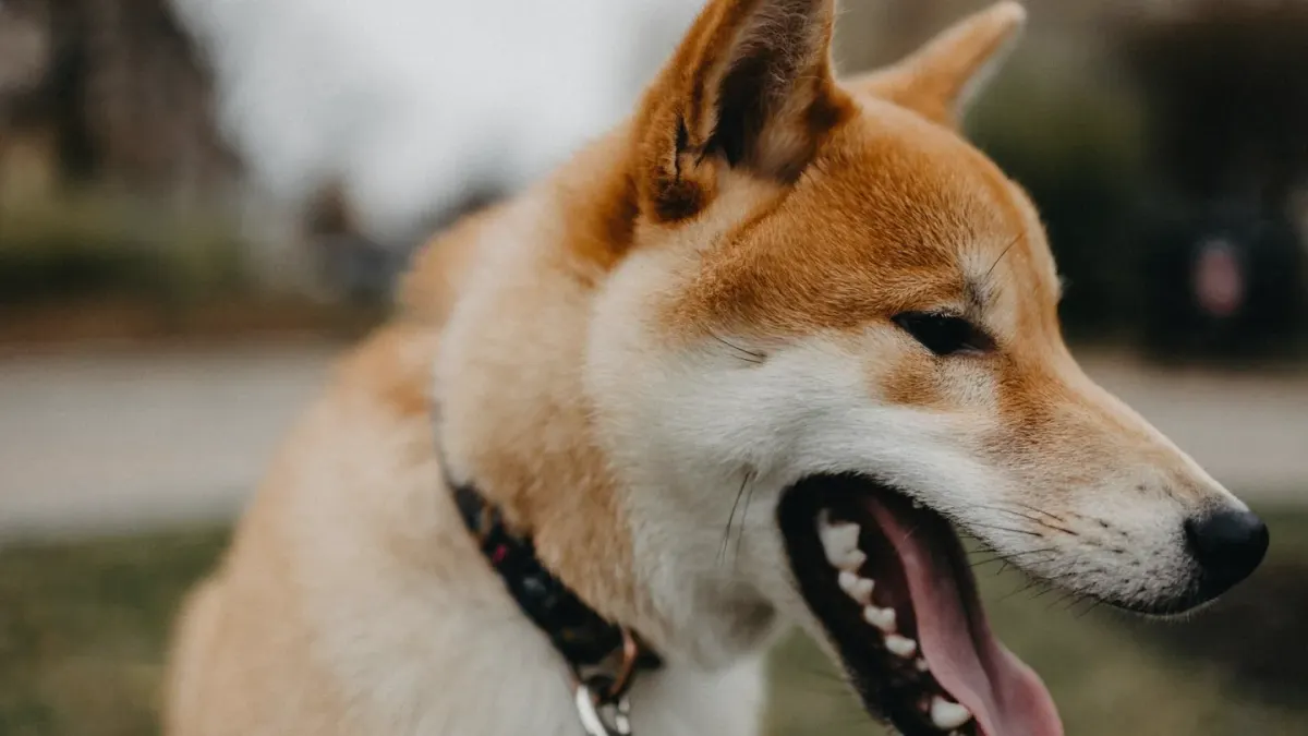 Dog yawning at home