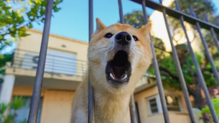 Dog yawning at home