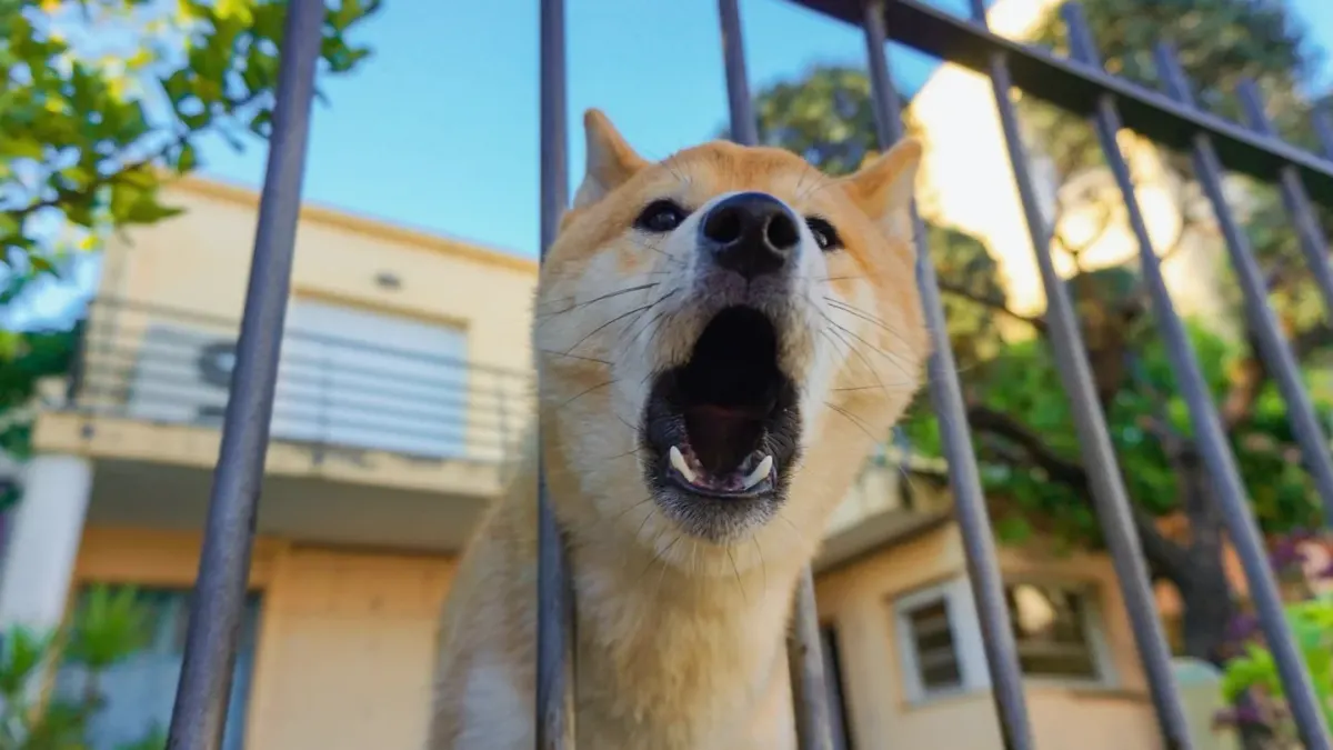Dog yawning at home