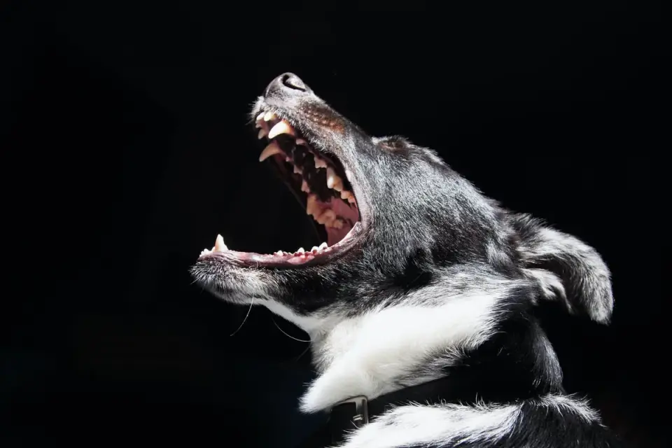 Dog yawning at home