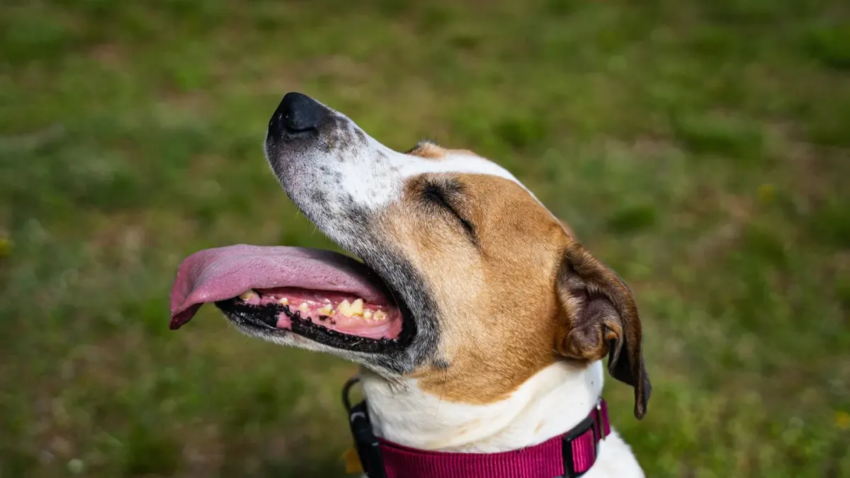 Dog yawning at home