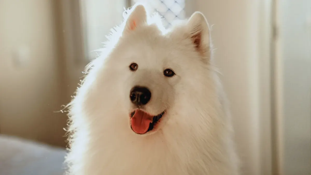 Dog yawning at home