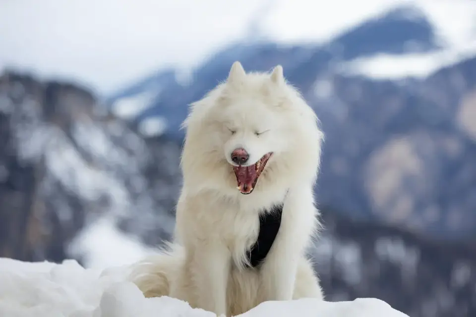 Dog yawning at home