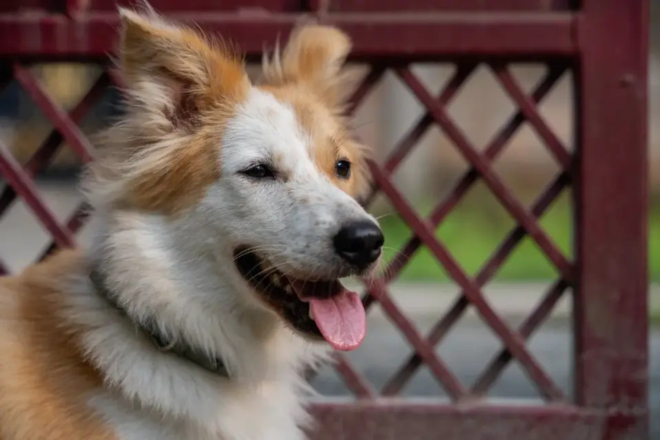 Dog yawning at home