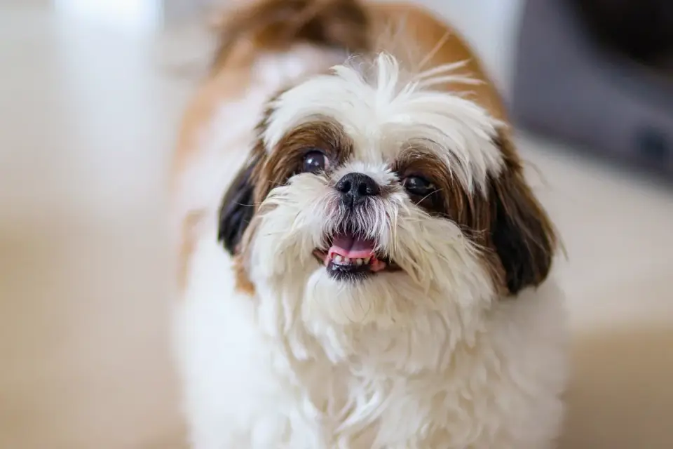 Dog yawning at home