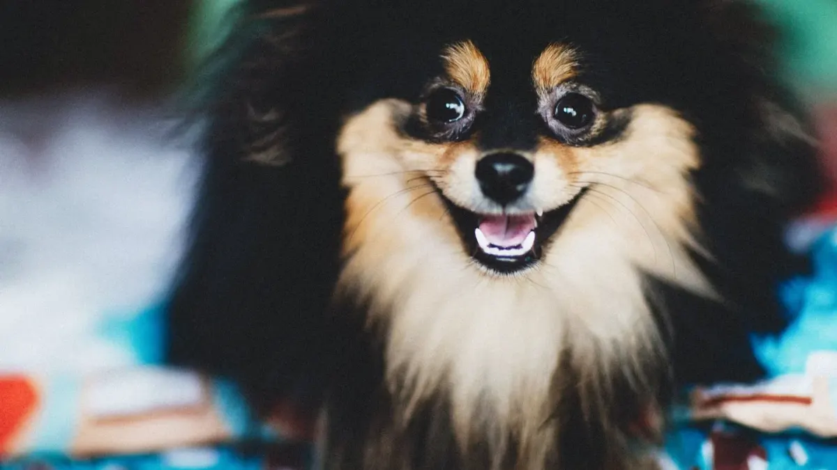 Dog yawning at home