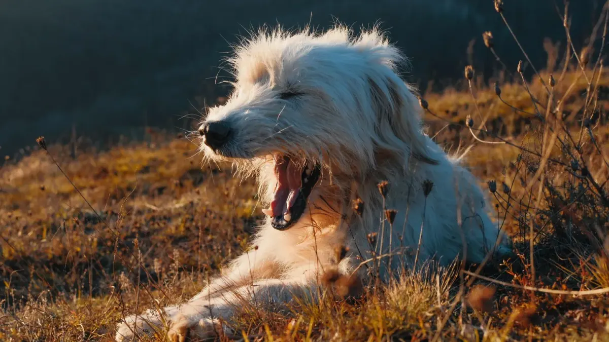 Dog yawning at home