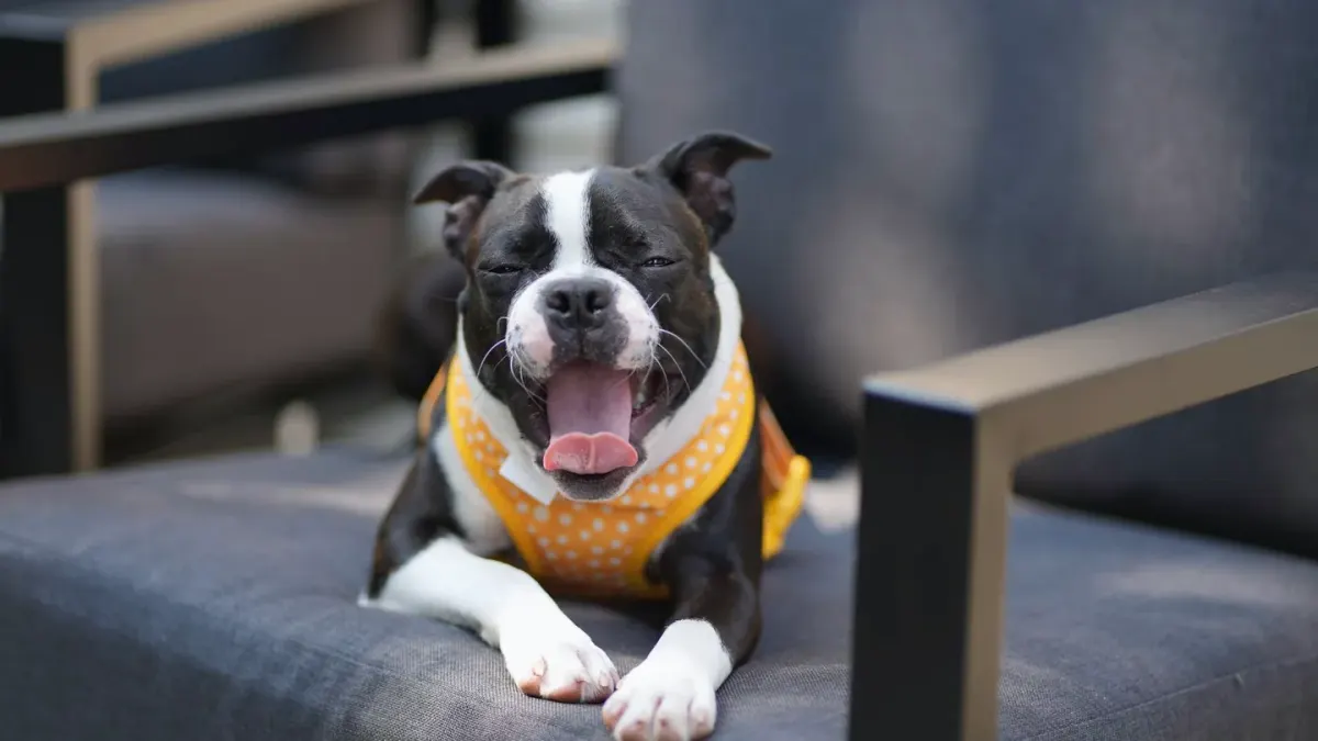Dog yawning at home