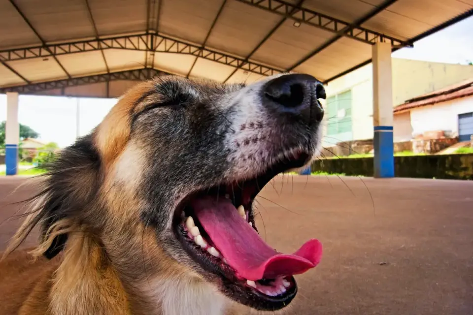 Dog yawning at home
