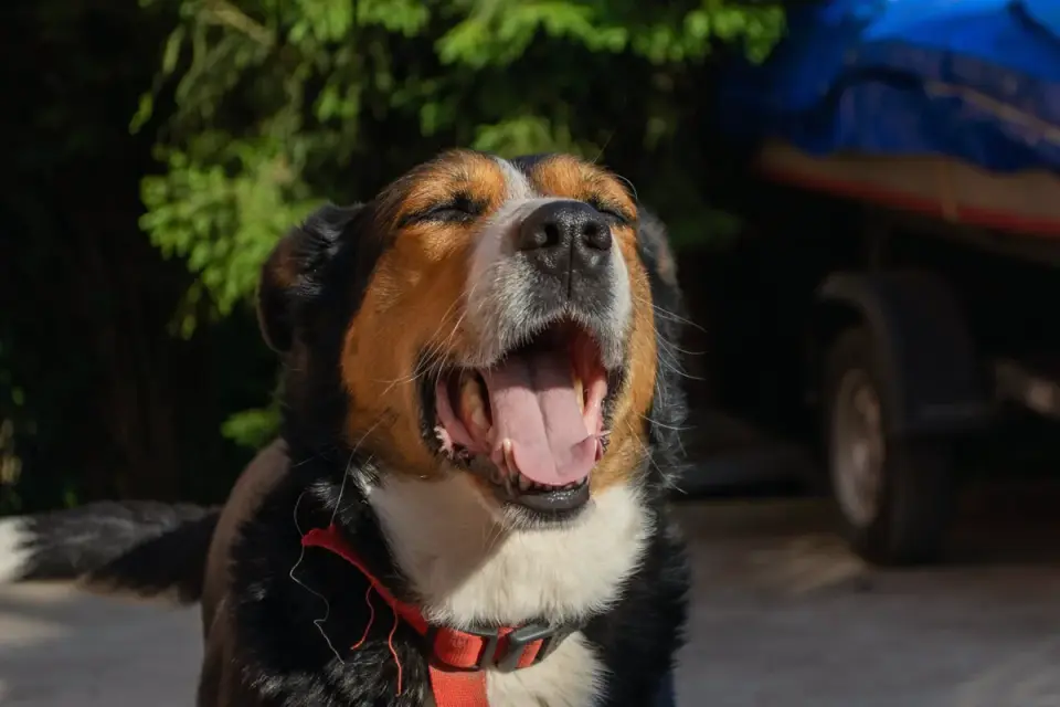 Dog yawning at home