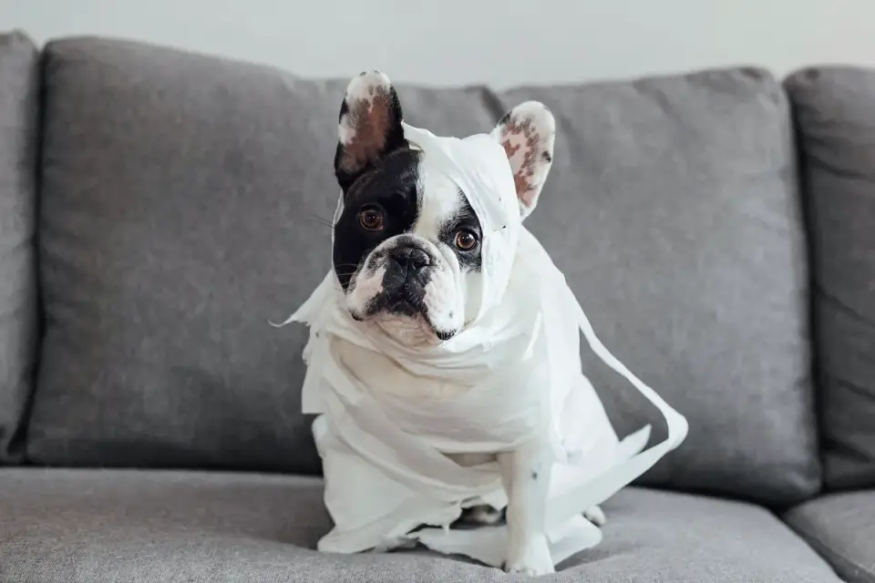 French bulldog portrait