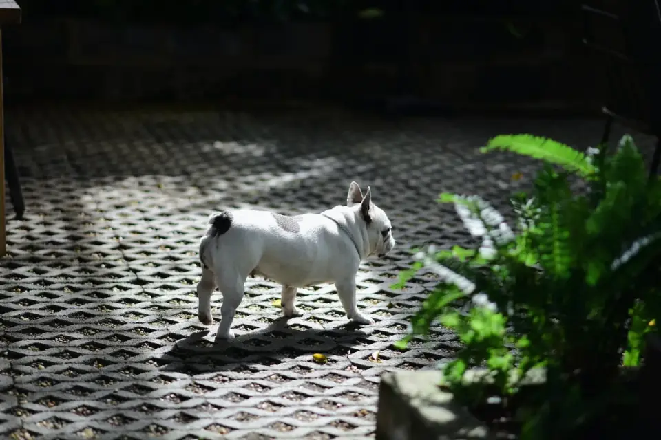 French bulldog portrait