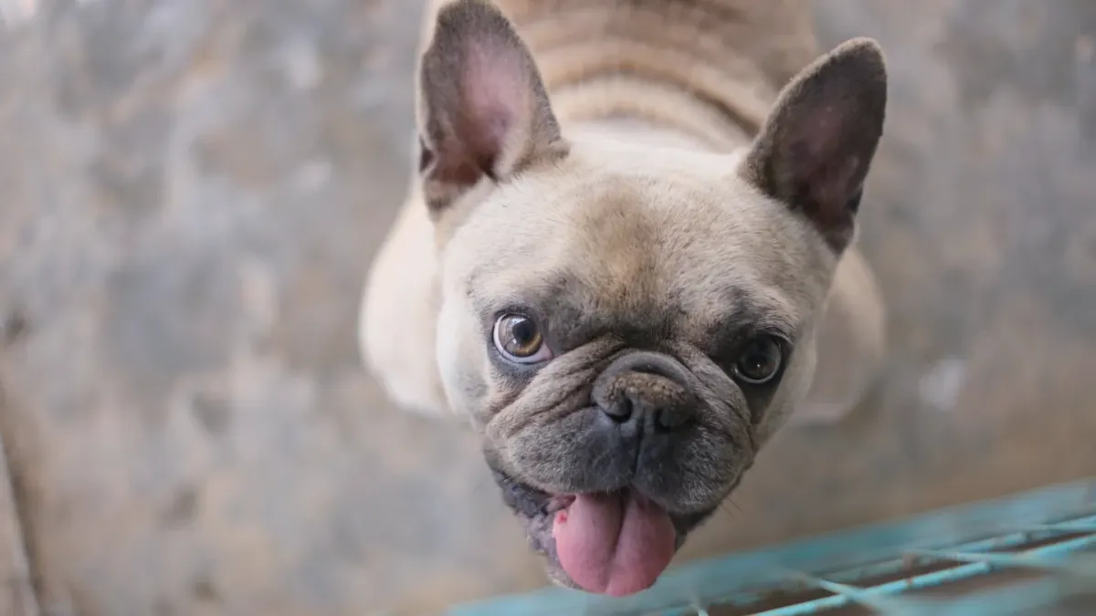 French bulldog portrait