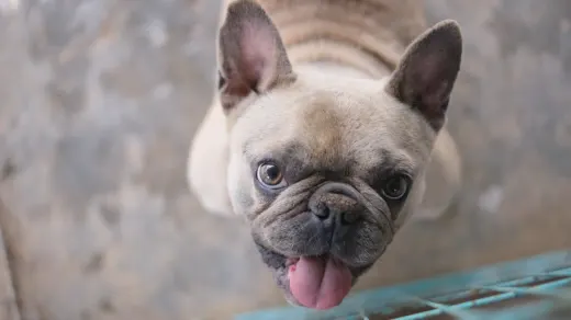 French bulldog portrait