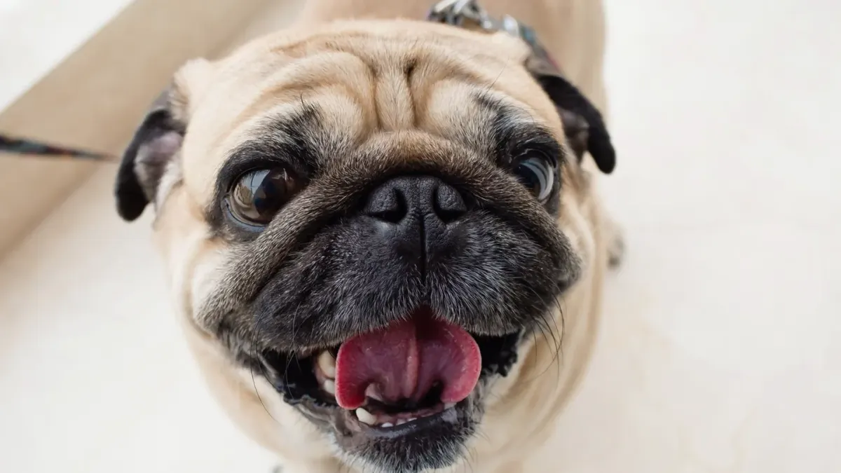 French bulldog portrait