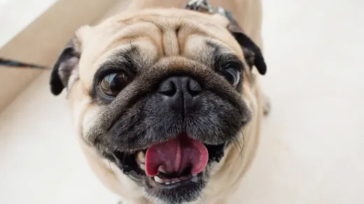 French bulldog portrait