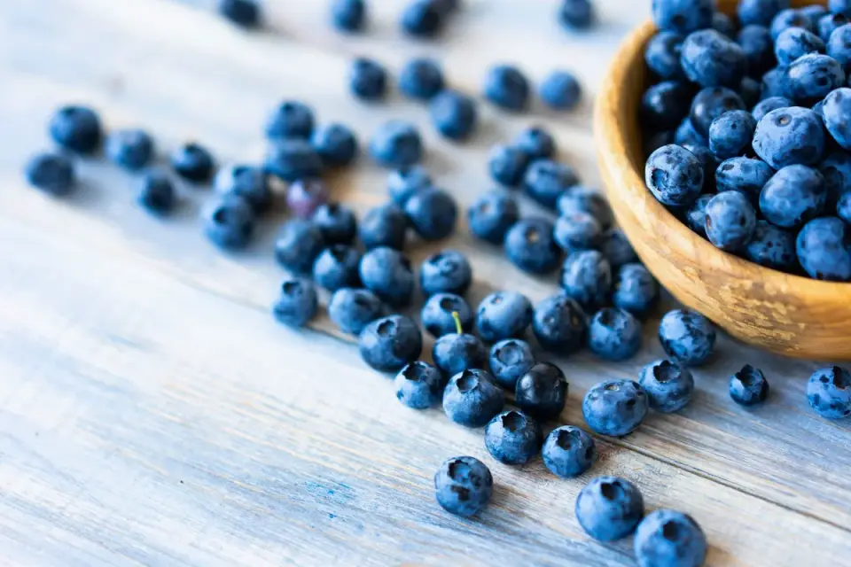 Fresh blueberries measured into a small cup beside a dog&#x27;s food bowl