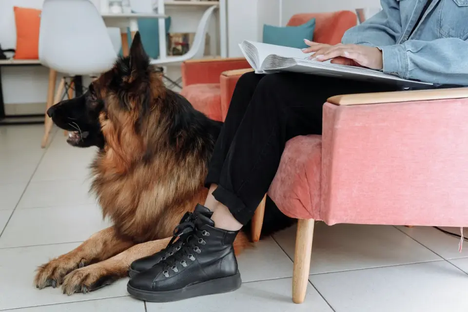 German Shepherd lying calmly on a bed a few feet from its owner&#x27;s desk