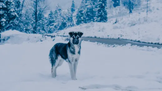 German shepherd outdoors