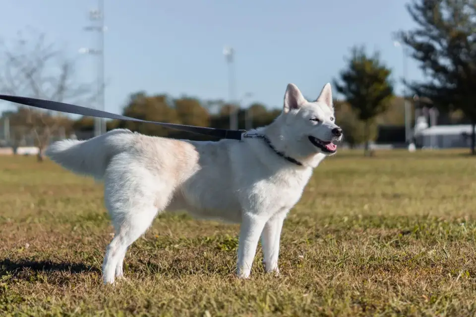 German shepherd outdoors
