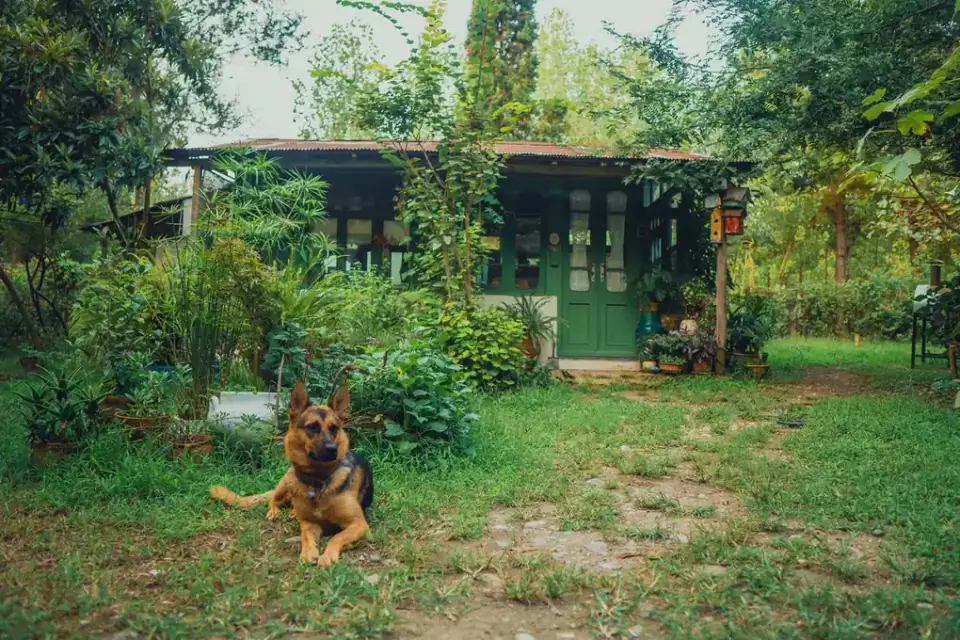 German shepherd outdoors