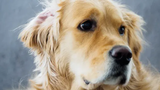 Golden retriever portrait