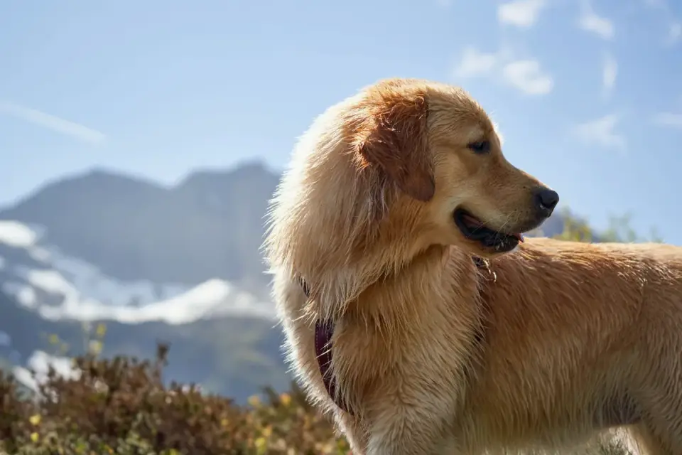 Golden retriever portrait