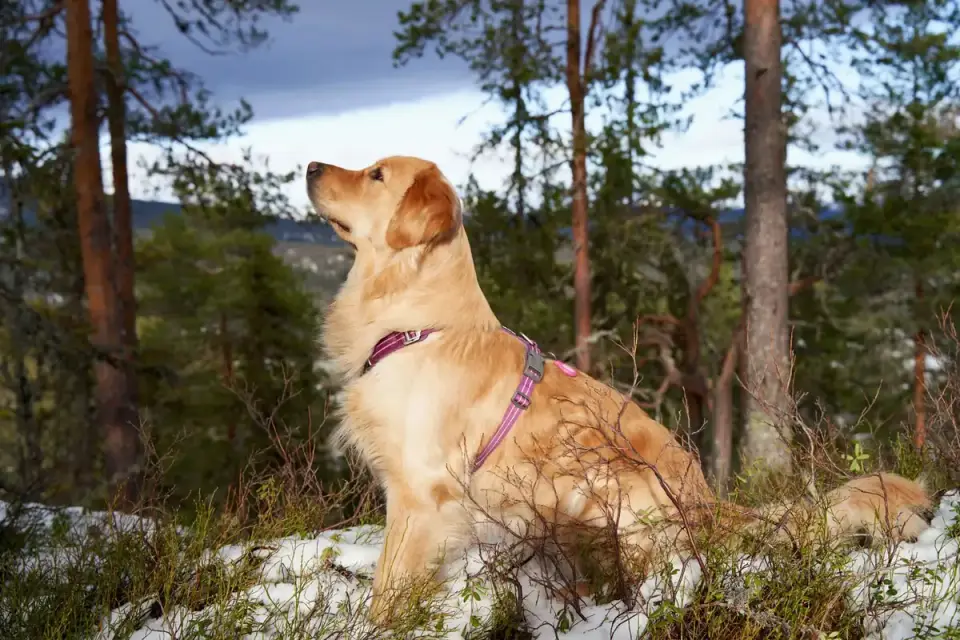 Golden retriever portrait