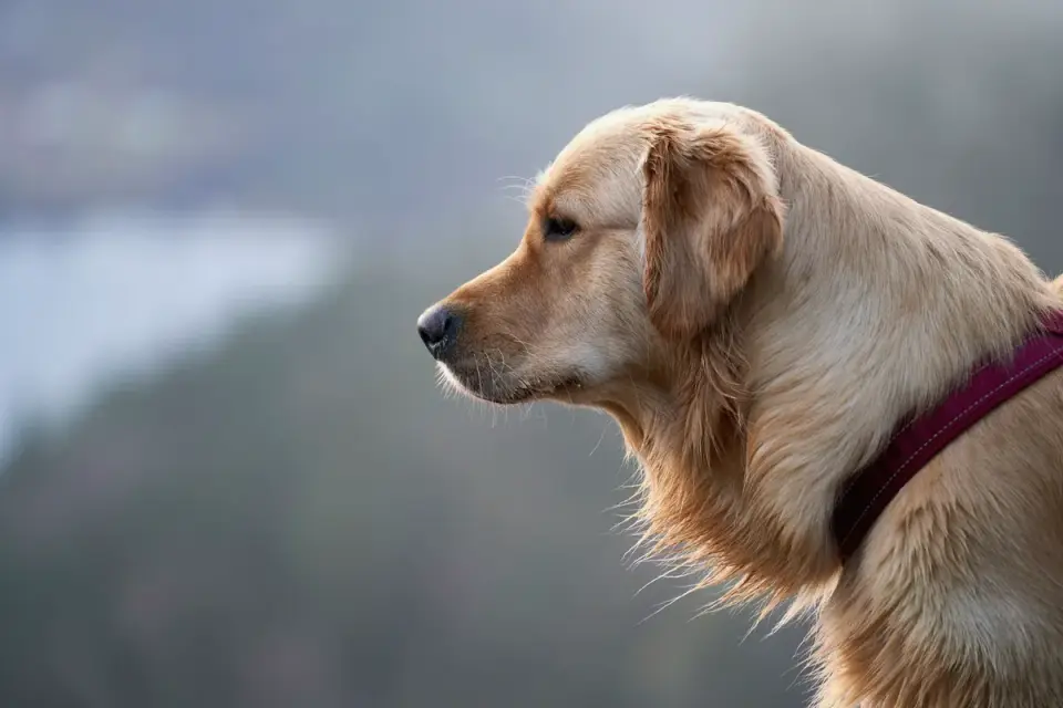 Golden retriever portrait