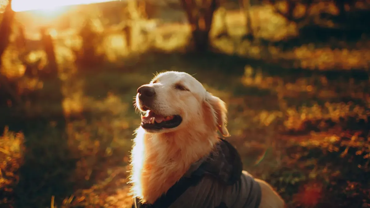 Golden retriever portrait