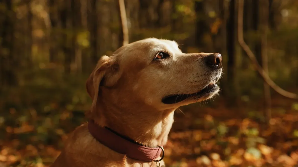 Golden retriever portrait