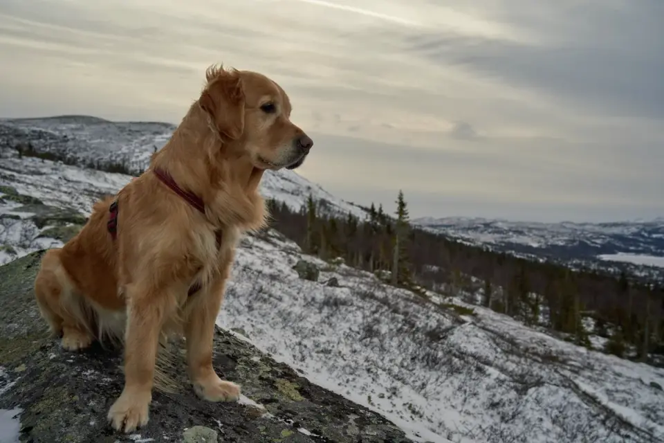 Golden retriever portrait