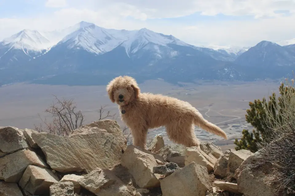 Goldendoodle puppy with a bearded, furnished face