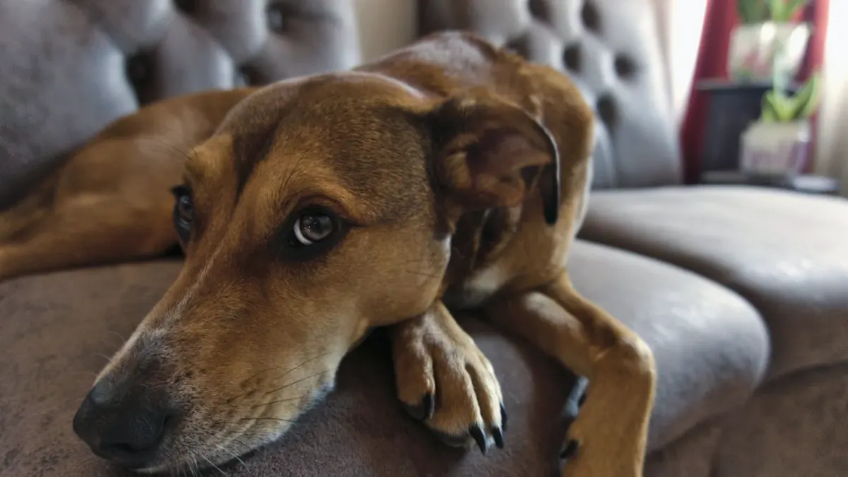 Gray-muzzled senior dog lying on a rug in a softly lit living room