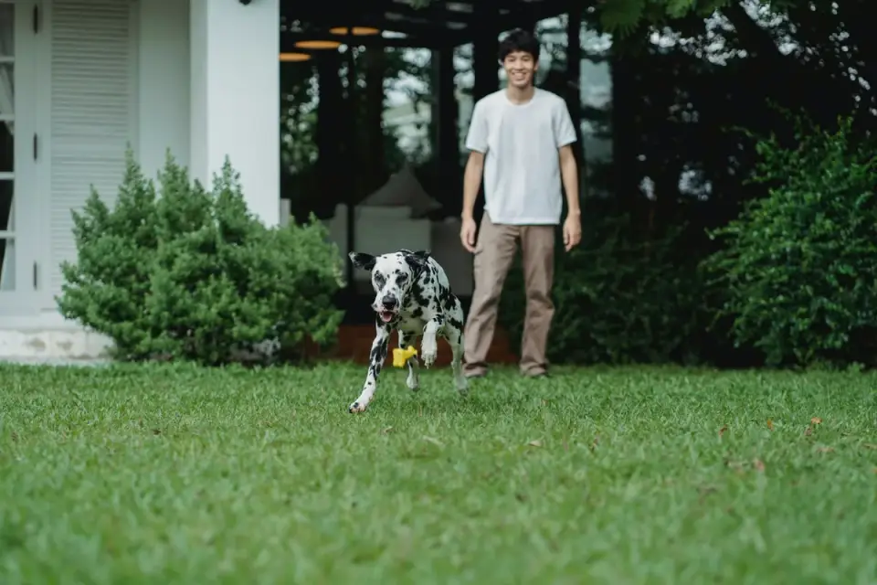 Great Dane puppy on a leash walking calmly on grass