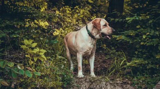 Labrador retriever outdoors