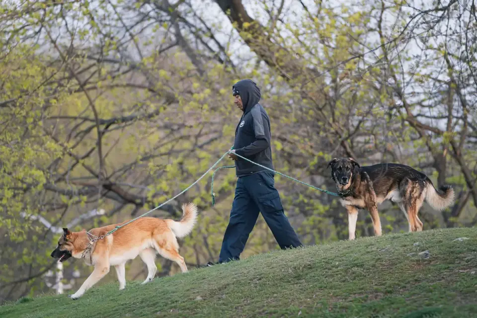 Large-breed senior dog walking calmly beside its owner outdoors