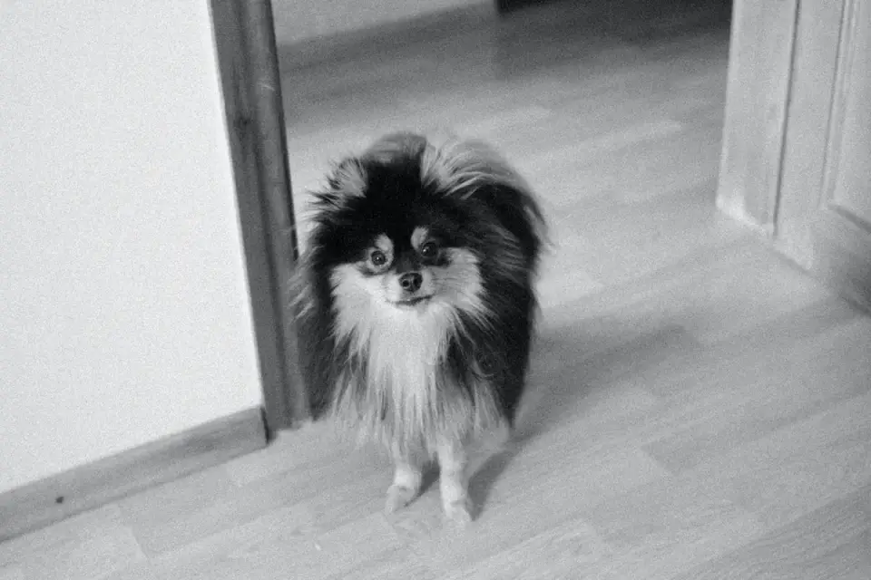 Loose dog hair on a hardwood floor beside a slicker brush
