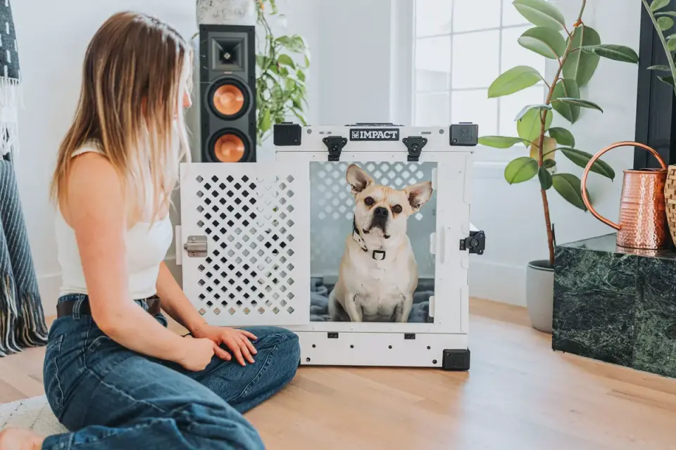 Medium-sized dog lying calmly inside an open plastic travel crate in a living room