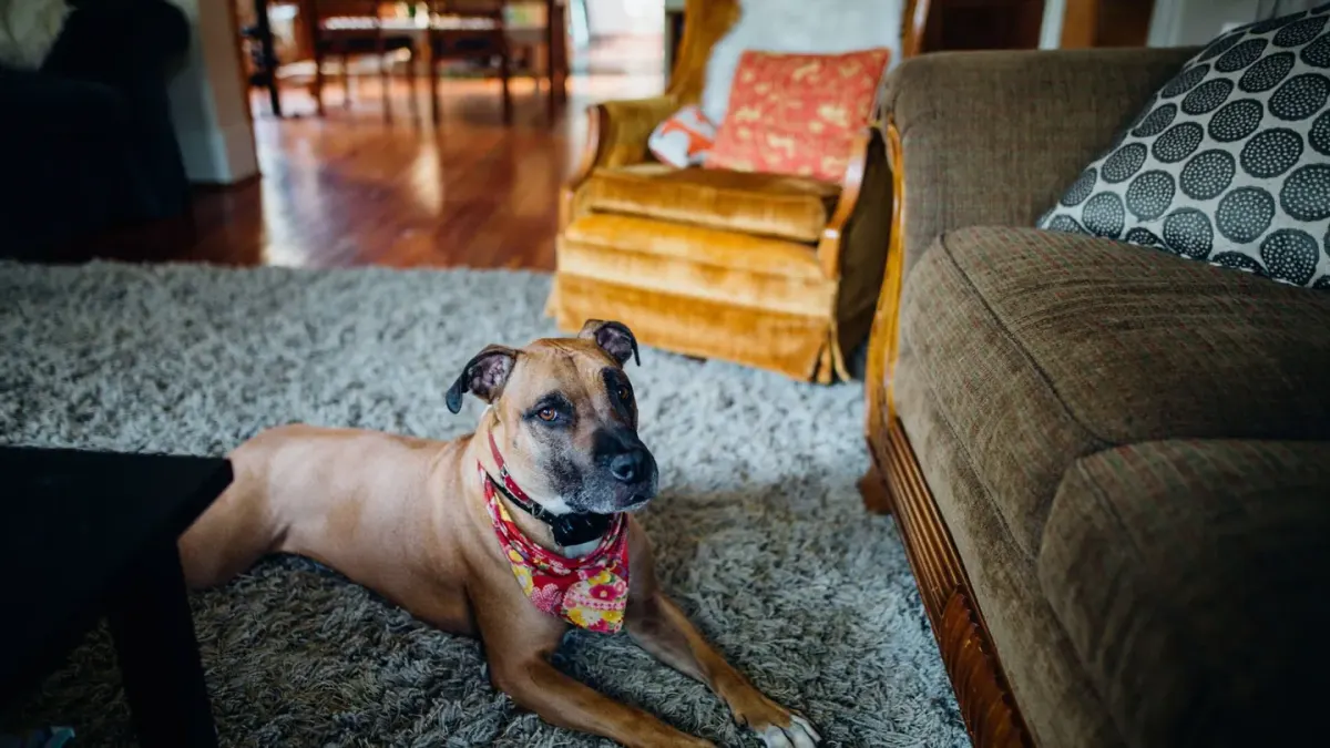 Older dog lying on a textured rug at the base of a staircase