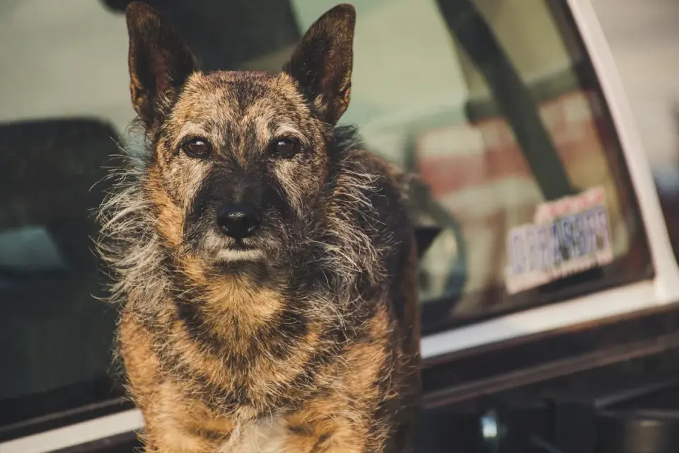 Older dog pausing and looking up at the open trunk of a car