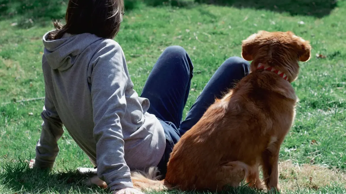 Older dog with an owner in a park